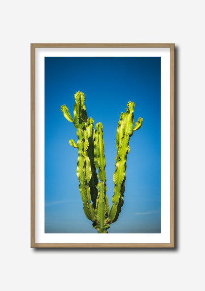 CACTUS