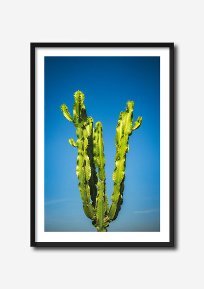 CACTUS